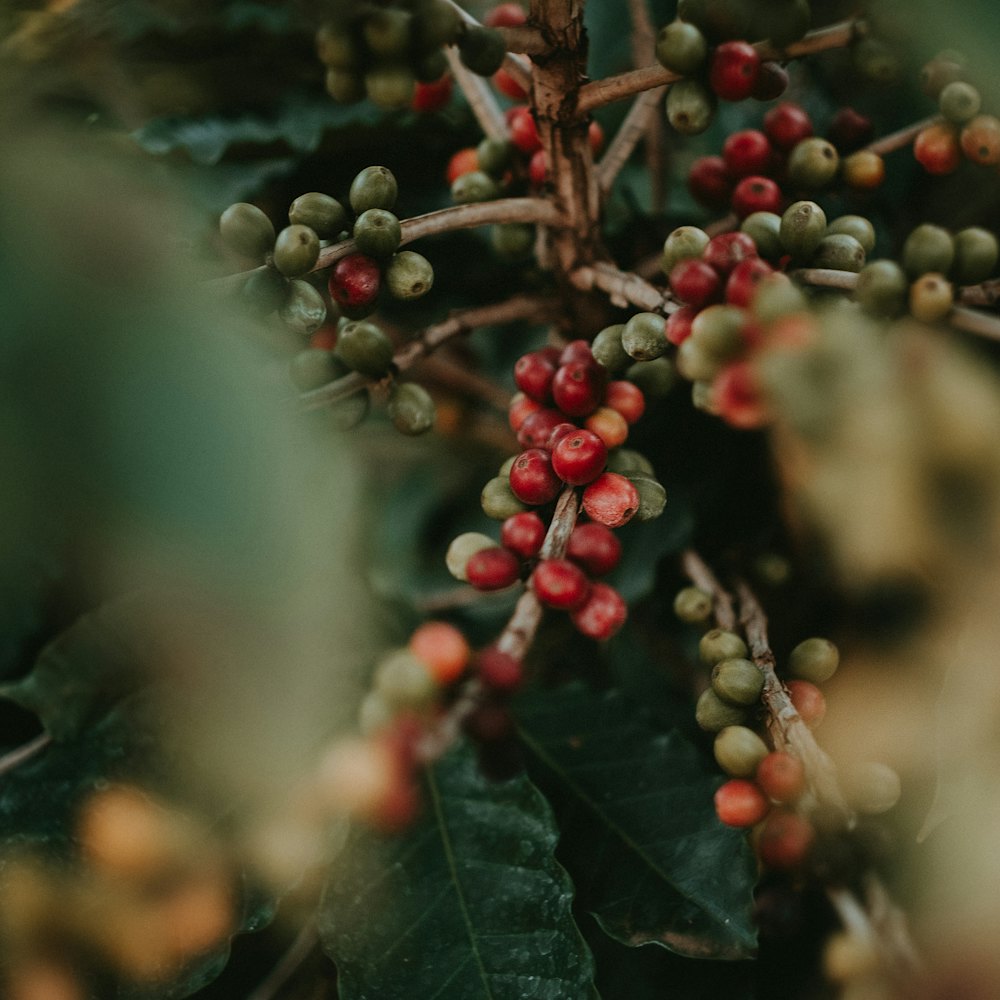 Ripe red coffee cherries on the branch before harvest
