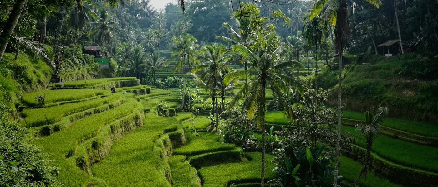 Terraced rice paddies in the hills of Bali