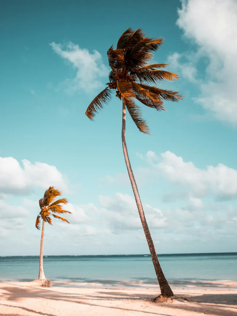 Palm trees over a bright turquoise sea