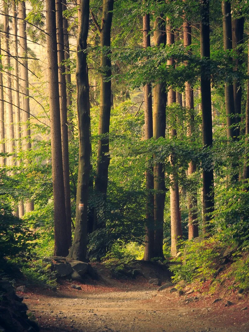 Sunbeams through a dense green forest