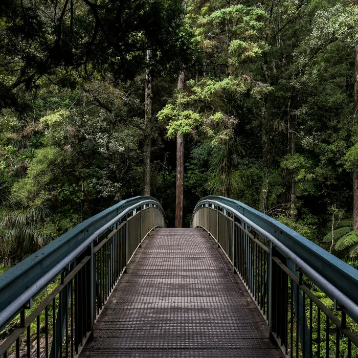 Footbridge crossing a stream in dense green forest