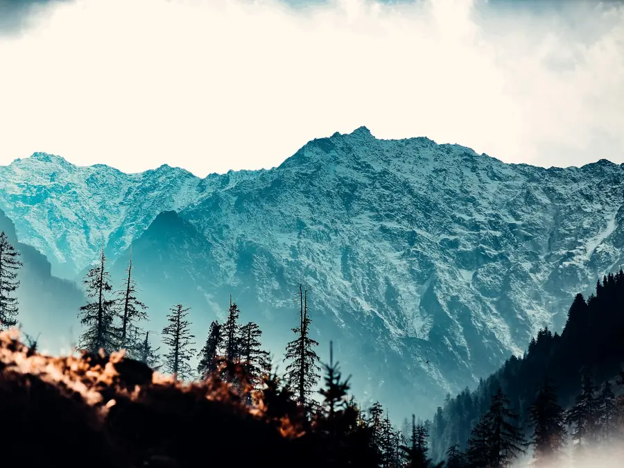 Pine forest and snow ridges in the Kashmir valley